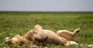 My Favorite Secret: Why I Love the Green Season in Lobo Valley